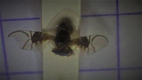 Réf. 274 097 : Anomoia purmunda